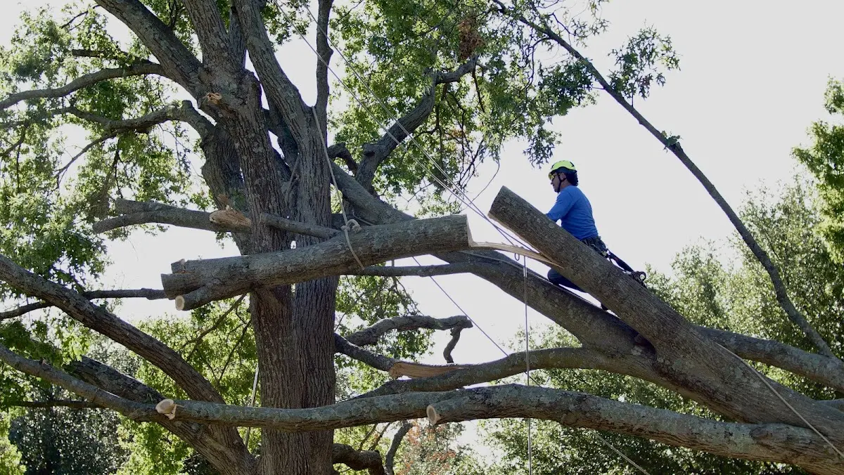 Professional Hazardous Tree Removal performed by certified arborists in Natchez