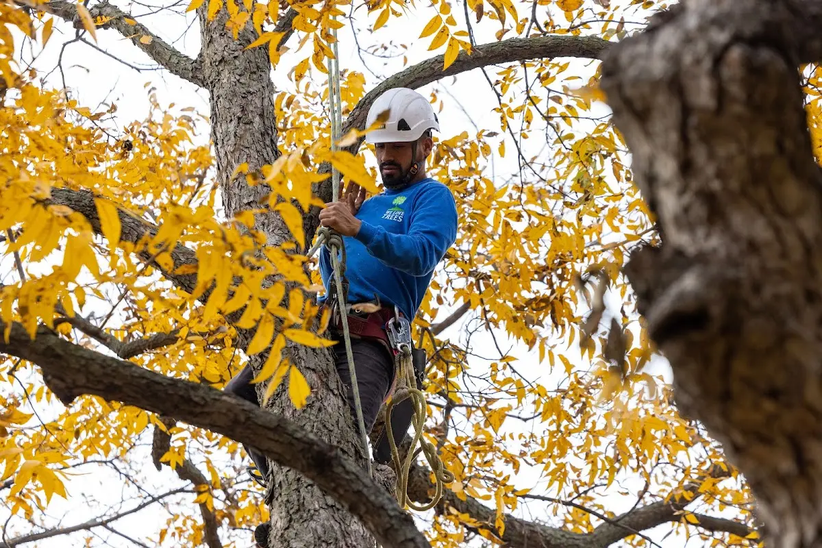 Skilled Tree Transplanting crew working in Natchez